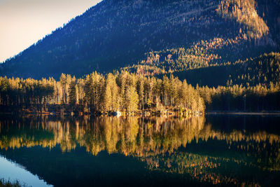 Scenic view of lake in forest