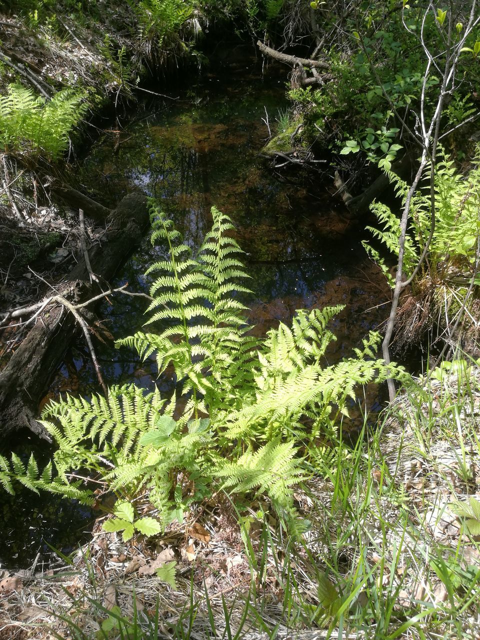 TREES IN POND