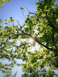 Low angle view of trees against bright sun