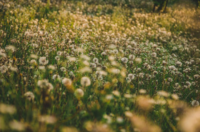 Close-up of flowering plants on field