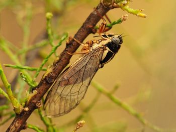 Close-up of butterfly on plant