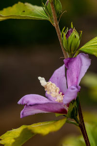 Close-up of pink flowering plant