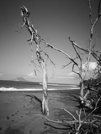 Driftwood on beach against sky