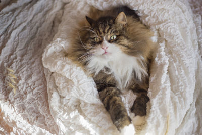 High angle portrait of cat relaxing at home