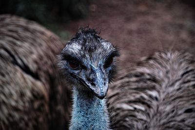 Close-up of a bird