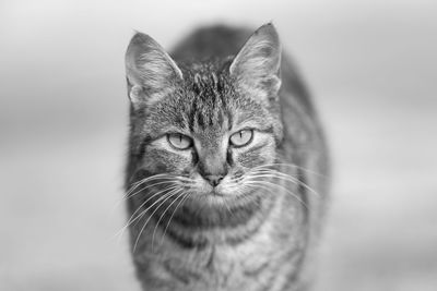 Close-up portrait of a cat