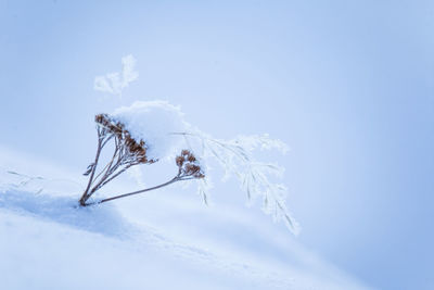 Low angle view of frozen plant on snow covered field against sky