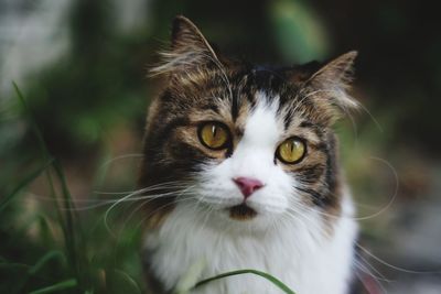 Close-up portrait of a cat