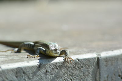 Close-up of lizard on wall