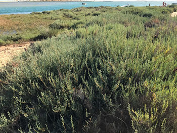 Plants growing on landscape