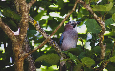 Low angle view of bird perching on tree
