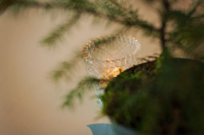 Blurry norfolk island pine on the foreground and tealight candle in a glass cup in the background. 