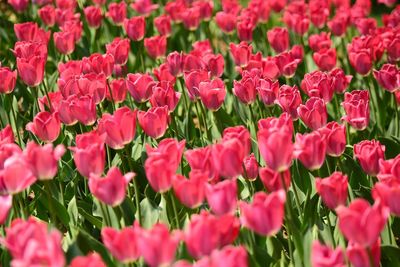 Full frame shot of pink flowers