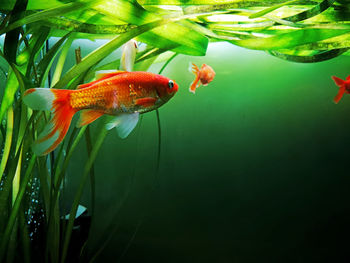 Close-up of fish swimming in sea