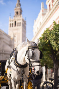 Low angle view of horse in city sevilla