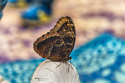 Close-up of butterfly on the sea