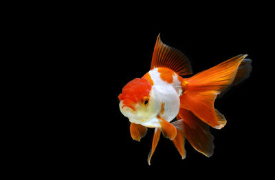 Close-up of fish swimming in sea