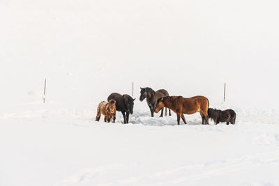 On a winter day a herd of horses standing in a snowy pasture. in the background the paddock fence.