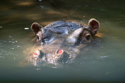 Hippo swimming in water