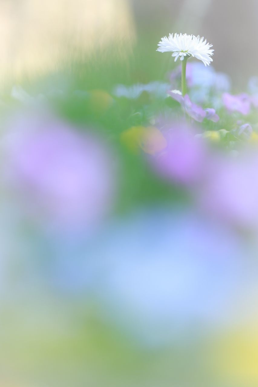 flower, fragility, growth, freshness, focus on foreground, close-up, selective focus, beauty in nature, plant, petal, nature, flower head, stem, blooming, in bloom, outdoors, day, no people, white color, botany