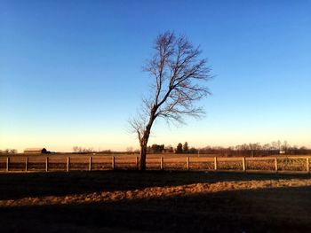 Fence by trees against clear sky