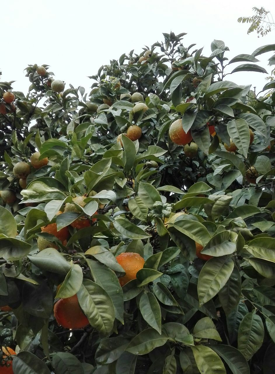 CLOSE-UP OF FRUITS ON TREE