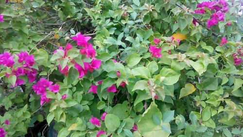 Close-up of pink flowers