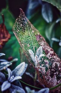 Close-up of lizard on plant