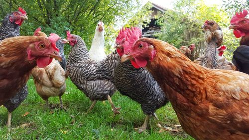 Close-up of rooster in farm