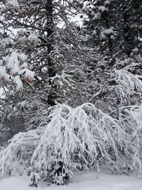 Trees on landscape