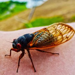 Close-up of insect