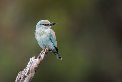 Close-up of bird perching on branch