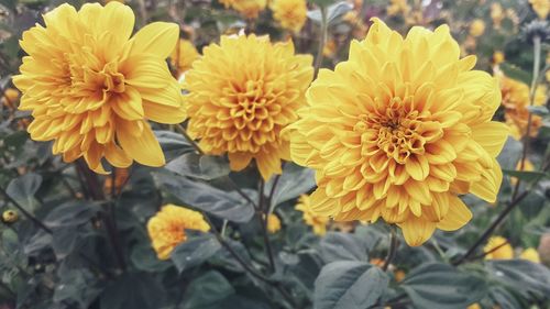 Close-up of yellow flowering plant in park