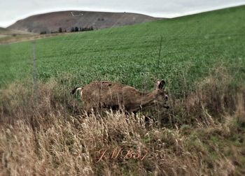 Horse grazing on grassy field