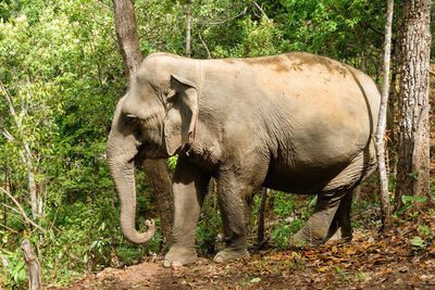 Portrait of two-month-old baby elephant. chiang mai province, thailand.