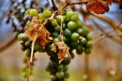 Close-up of grapes growing on tree