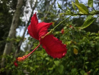 Close-up of red rose flower