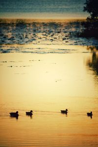 Ducks in a sea