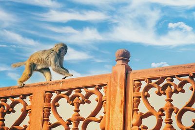 Low angle view of monkey on railing against sky