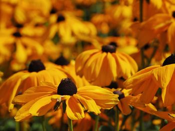 Close-up of yellow flowers blooming outdoors