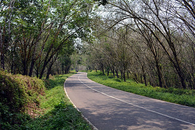 Empty road along trees in forest