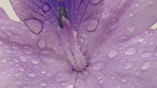 Close-up of raindrops on pink rose flower