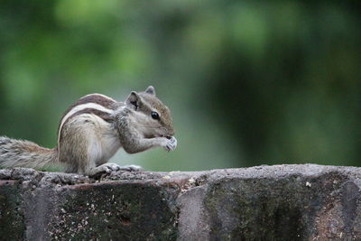 Close-up of squirrel on rock