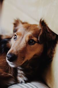 Close-up portrait of a dog looking away