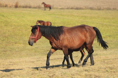 Side view of horse on field