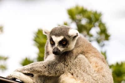 Close-up of an animal