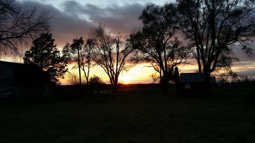 Silhouette of trees at sunset