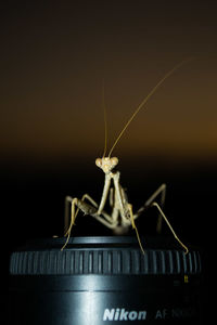 Close-up of insect against black background