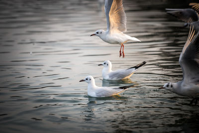 Birds flying over water