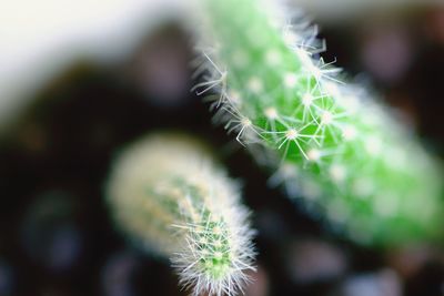 Close-up of fresh plant